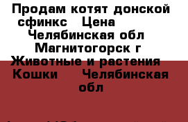 Продам котят донской сфинкс › Цена ­ 3 000 - Челябинская обл., Магнитогорск г. Животные и растения » Кошки   . Челябинская обл.